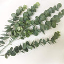 Flor Eucalipto Artificial, Vara Frondosa Larga Y Grande 88cm