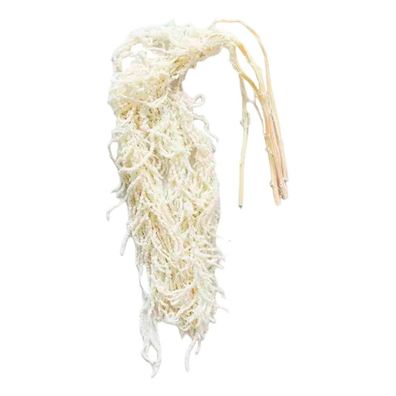 Amaranto Colgante Blanco Seco Preservado Natural