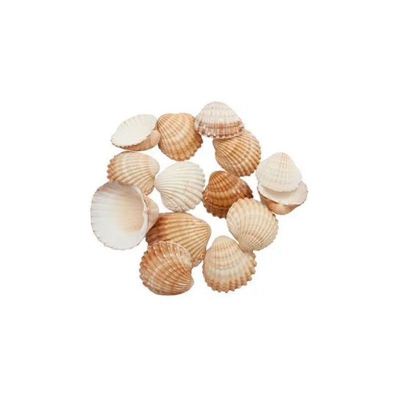 Conchas De Mar Caracoles Decoracion De Jarrones Etc