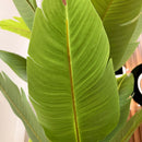 Artificial Banano Árbol Planta Arbusto 21 .0 C M Aspcto Real Verde