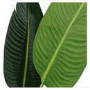 Palma De Viajero Planta Artificial Decoracion Interior Gde Verde Oscuro