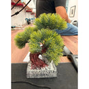 Árbol Bonsai, Planta En Maceta, Centro De Mesa Decoracion Verde