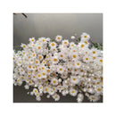 Ramo De Flores Margaritas,manzanilla Blanca Silvestre Bouque Blanco
