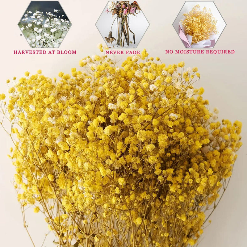 Flores Ramas Secas Natural Decorativa, Gypsophila Frondosa