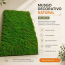 Musgo Decorativo Artificial 50x50 Cm Panel Vegetal Para Jardines Verticales Muros Verdes Decoración Interior Cuadros Vegetales Paisajismo Hogar Oficina Fácil Instalación Bajo Mantenimiento