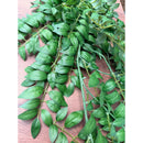 Rama Follaje De Hojas Laurel Colgante Artificial Frondosa Verde