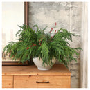 Pack De 5 Ramas De Pino Artificial De Norfolk Navideña Abeto Verde
