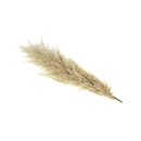 5 Piezas Rama De Pampas Grass Vara Grande Decoracion  Pack 5 Beige