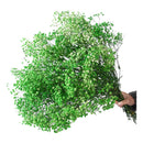 Flores Ramas Secas Natural Decorativa, Gypsophila Frondosa