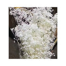 Flores Secas Aliento De Bebe Ilusiones Gypsophila Arreglos Blanco