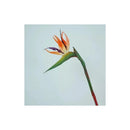 Flor De Ave Del Paraíso Artificial Flor De Pajaro Ave  Naranja