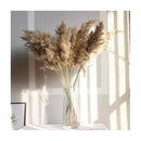 Piezas Rama De Pampas Grass Vara Grande Beige