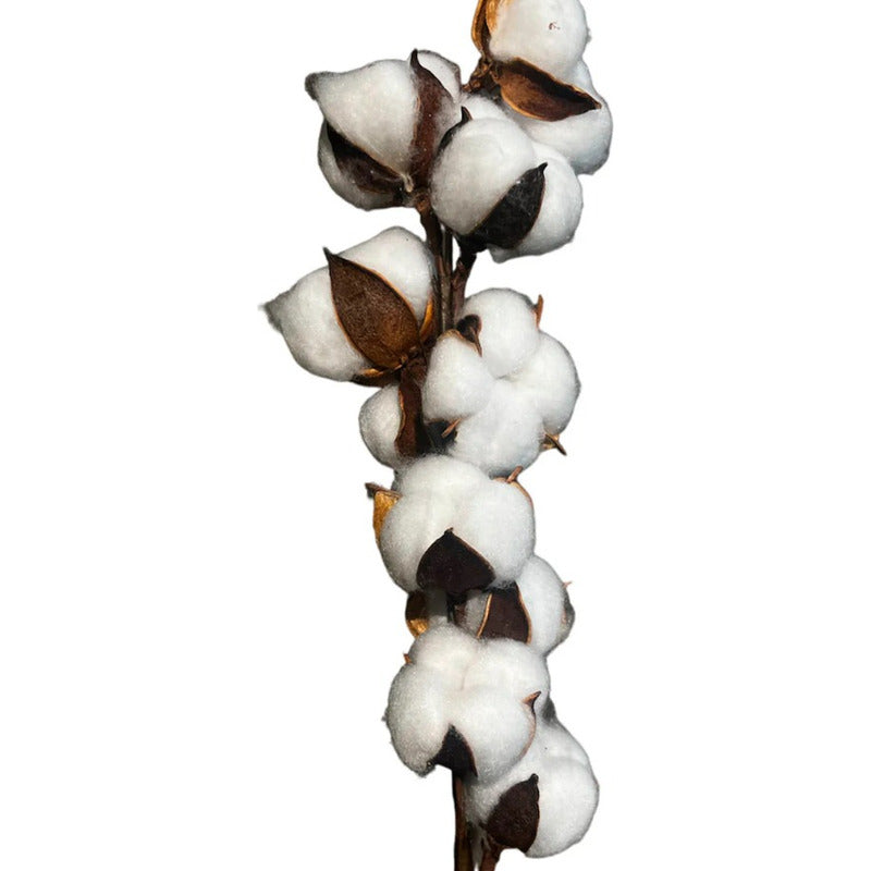 Pack 3 Tallos Algodón Seco Flores Decorativas Cotton Blanco