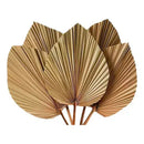 10 Piezas De Hojas De Palma Secas, Forma De Corazón Tropical Beige