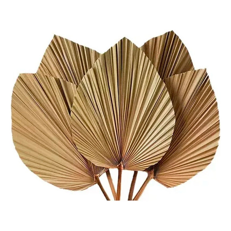 10 Piezas De Hojas De Palma Secas, Forma De Corazón Tropical