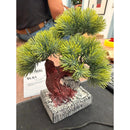 Árbol Bonsai, Planta En Maceta, Centro De Mesa Decoracion Verde