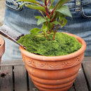 Musgo Artesanal Falso Musgo Verde, Artificial Plantas
