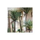 Arbol De Yuca Planta Hornamental Marroqui Alta 2 1. 0 M.t Verde