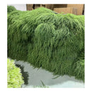 Hierba De Esparragos Artificial Ornamental Realista Planta Verde