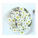 Ramo De Flores Margaritas,manzanilla Blanca Silvestre Bouque Blanco