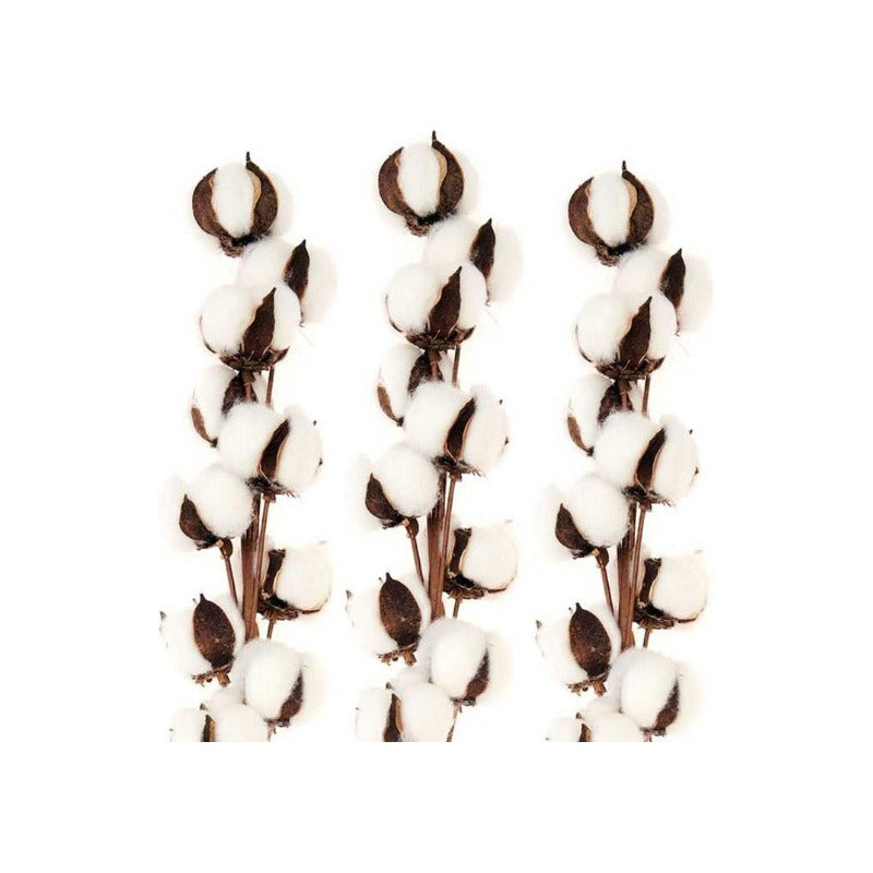 Pack 3 Tallos Algodón Seco Flores Decorativas Cotton Blanco