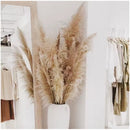 5 Piezas Rama De Pampas Grass Vara Grande Decoracion  Pack 5 Beige