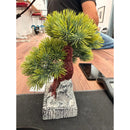 Árbol Bonsai, Planta En Maceta, Centro De Mesa Decoracion Verde
