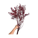 Ramo De Fruta De Eucalipto Seca Flor De Eucalipto Natural
