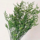 Flores Secas Ramo De Limonium Preservadas Reales Secas Grand