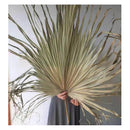 Hoja De Palma Seca Flecos, Tropical Natural 1 Mt De Alto Beige