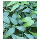 Rama Follaje De Hojas Laurel Colgante Artificial Frondosa Verde