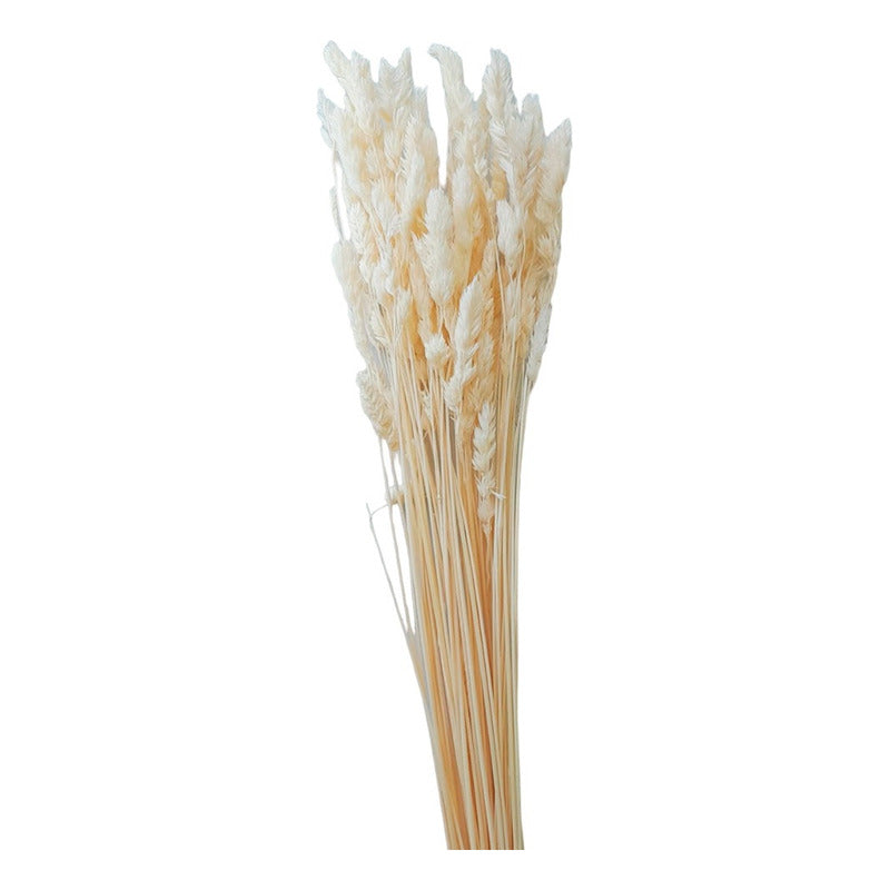 Ramo Seco De Espigas  Avena / Plumeta Cristina Decoración
