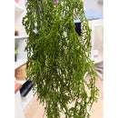 Planta Colgante Artificiales Silvestre Kaong Fruta De Palma Verde
