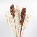 Flor De Sorgo Seca Preservada Decoración Hogar