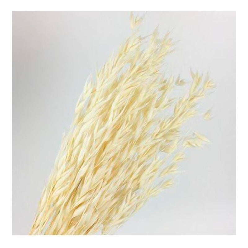 Ramo Seco De Espigas  Avena / Plumeta Cristina Decoración