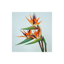 Flor De Ave Del Paraíso Artificial Flor De Pajaro Ave Verde