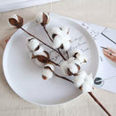 Tallos De Algodón Seco Flores Decorativas Cotton Blanco Deco