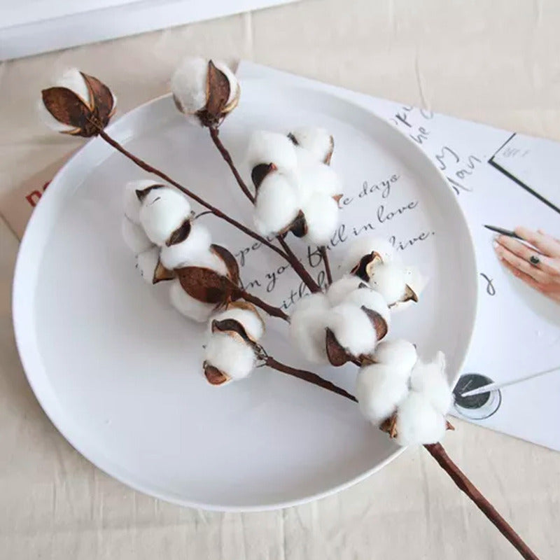 Tallos De Algodón Seco Flores Decorativas Cotton Blanco