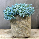 Ilusiones Gypsophila Baby Breath Artificiales Little Bunch
