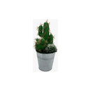 Cactus Artificial Verde Artesanal Ecodeco Decoracion Verde