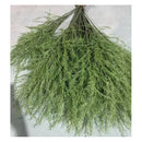 Hierba De Esparragos Artificial Ornamental Realista Planta Verde