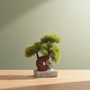 Árbol Bonsai, Planta En Maceta, Centro De Mesa Decoracion Verde
