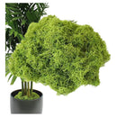 Musgo Preservado De Eco & Deco, Natural Y Decorativo Para Terrarios