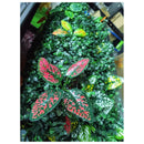 Malla Panel Hojas Flores Incorporada Valla 60x40 Jardin Vert
