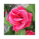 Enredaderas De Rosas Artificiales, Rosas Decoracion