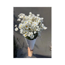 Ramo De Flores Margaritas,manzanilla Blanca Silvestre Bouque Blanco
