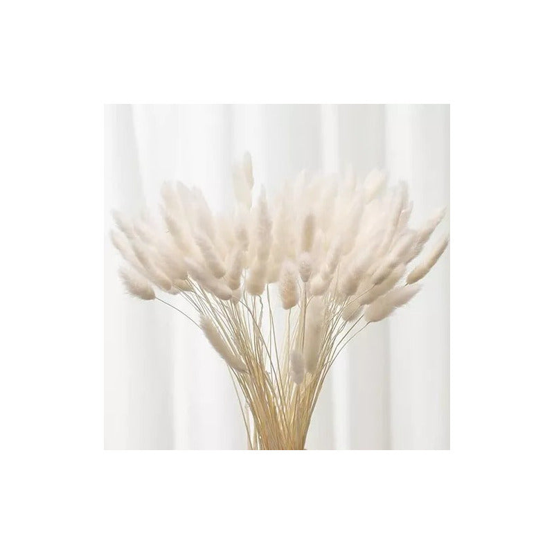 50 Piezas Ramo De Flores Secas Colas De Conejo Pampas