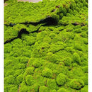 Musgo Artificial 3d Decorativo Verde Premium 1mt X 1mt Ideal Para Jardines Verticales Terrarios Paisajismo Cuadros Vegetales Decoración Interior Manualidades