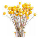 Flores Secas De Craspedia, Bolas De Oro Bolas Doradas Boho Amarillo