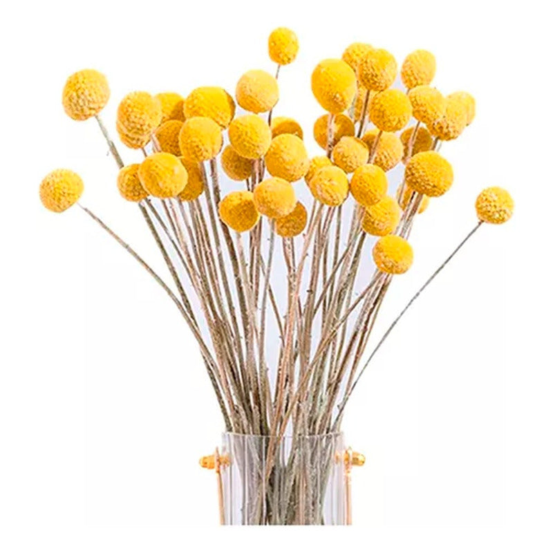 Flores Secas De Craspedia, Bolas De Oro Bolas Doradas Boho